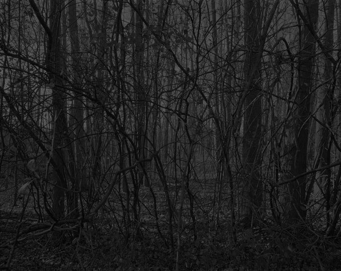 Untitled #17 (Forest) -Night Coming Tenderly, Black - Photo by Dawoud Bey