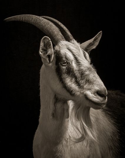 Goat outlet photography