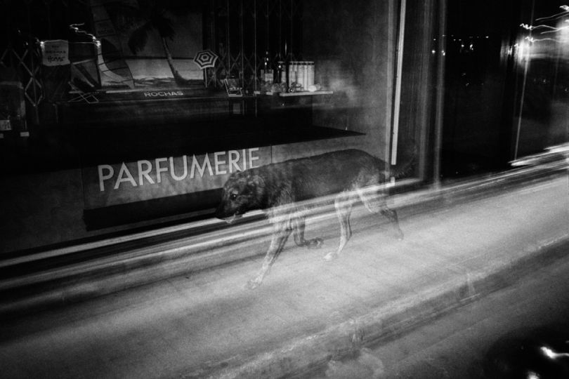 Ghost Dog, Arles © Felicia Murray