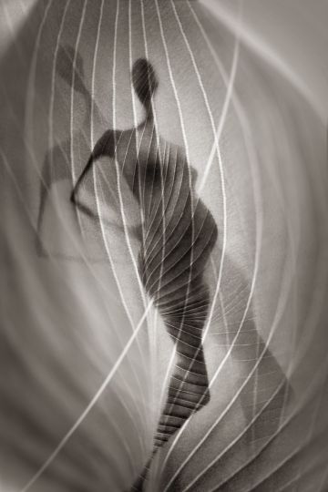 © Ralph Mercer