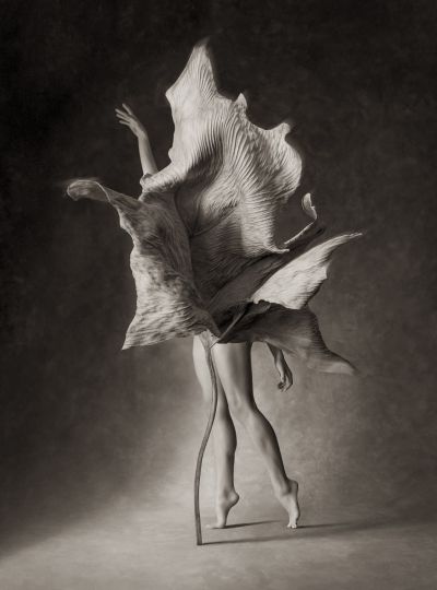 © Ralph Mercer