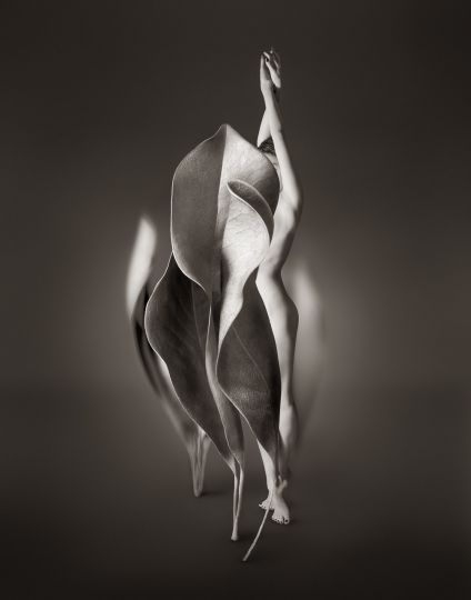 © Ralph Mercer
