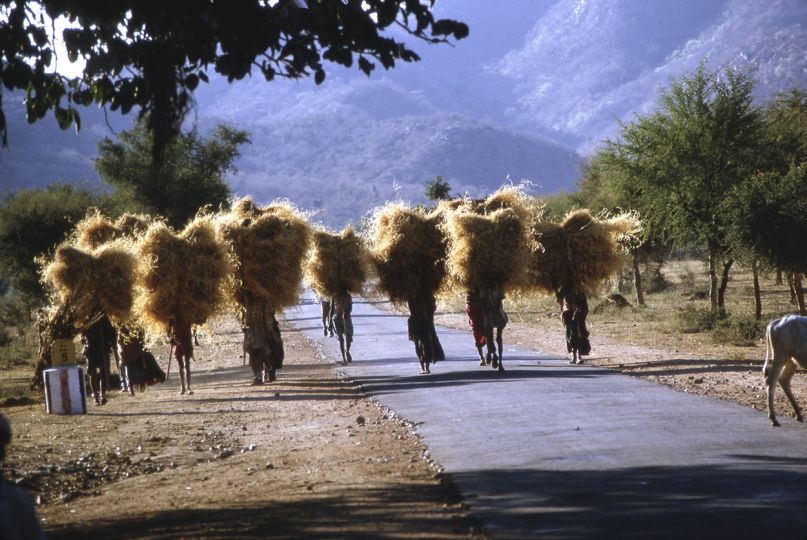 Peace Corps, India, 1966, Haystacks. © Fred Baldwin