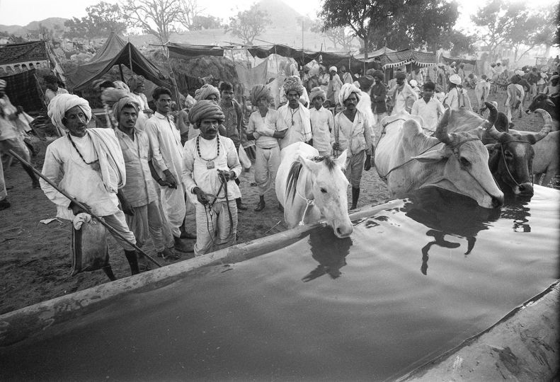 Peace Corps, India, 1966, Animal Watering Hole. © Fred Baldwin