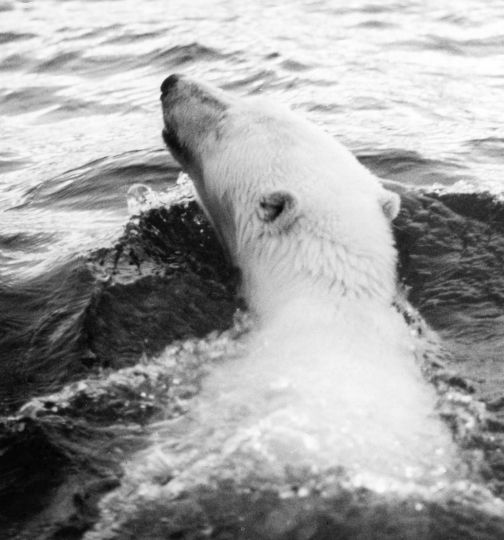 Karl’s Land, summer 1960, 600 miles from the North Pole, to photograph Polar bears. © Fred Baldwin