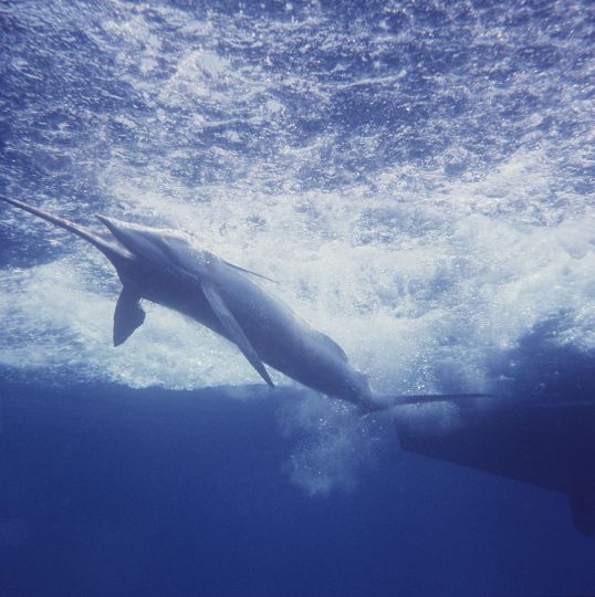 Marlin Fishing in Mexico, 1962. An homage to Ernest Hemingway. © Fred Baldwin