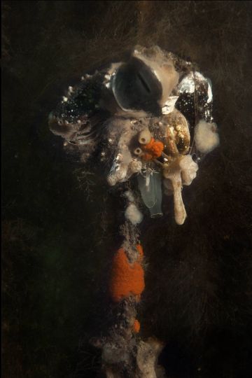 Birdsponge 2016 © Elspeth Diederix – Courtesy Huis Marseille