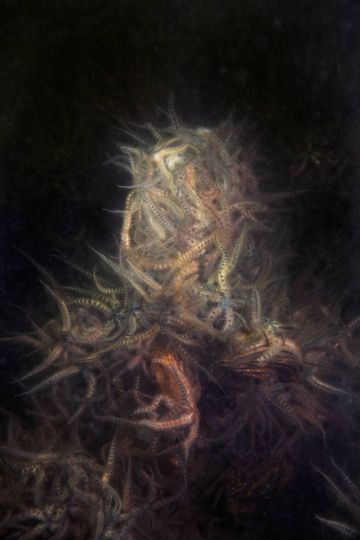 Brittle Star Mountain 2017 © Elspeth Diederix – Courtesy Huis Marseille