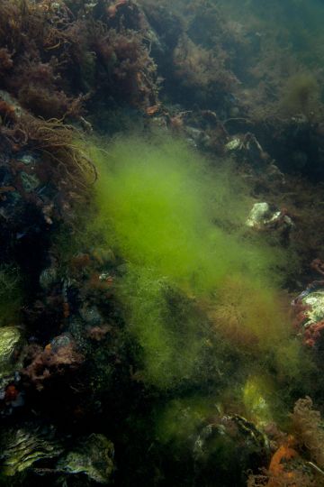 Green Weed 2014 © Elspeth Diederix – Courtesy Huis Marseille