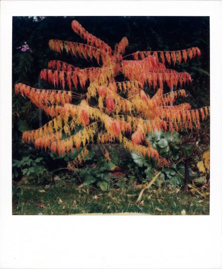 Garden Munich, October 1984 Polaroid 600 © Robby Müller Estate Courtesy Robby Müller Estate