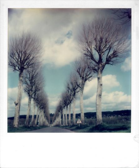Winter Trees, Undated Polaroid 600 © Robby Müller Estate Courtesy Robby Müller Estate