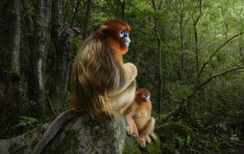 © Marsel van Oosten - Wildlife Photographer of the Year