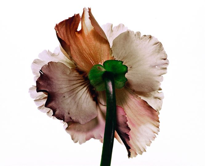 Irving Penn - Tuberous Begonia, New York, 1973 Pigment print mounted to board, print made 2007 © Irving Penn Foundation – Courtesy Galerie Thaddaeus Ropac, London · Paris · Salzburg