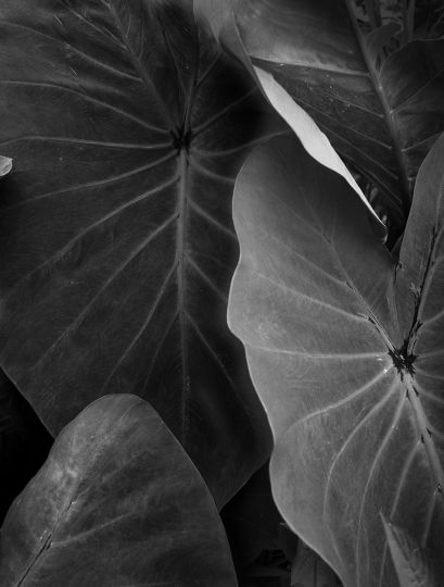 Platanos © Elsa Leydier