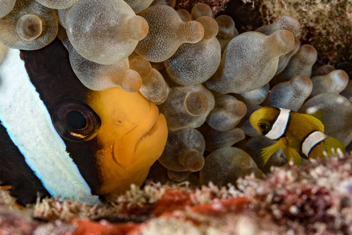 Alexis Rosenfeld Coral Reefs Heart Of The Ocean The Eye Of Photography Magazine