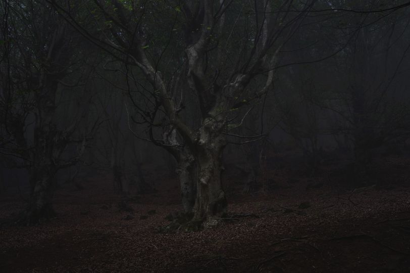 © Mehrdad Kanani