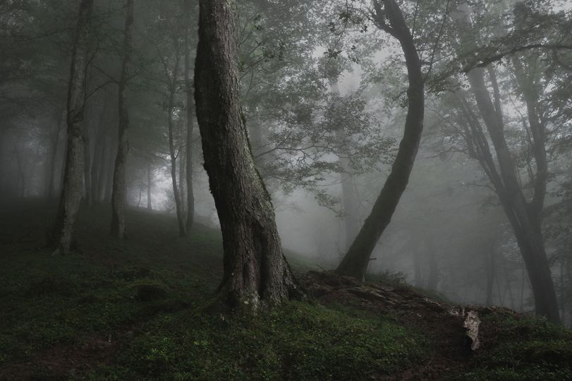 © Mehrdad Kanani
