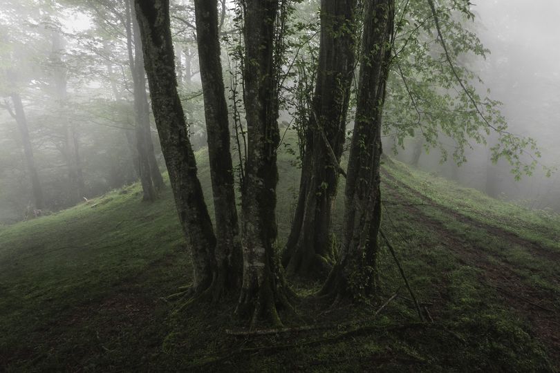 © Mehrdad Kanani