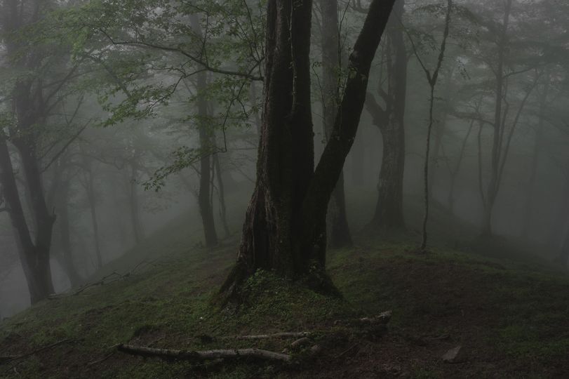 © Mehrdad Kanani