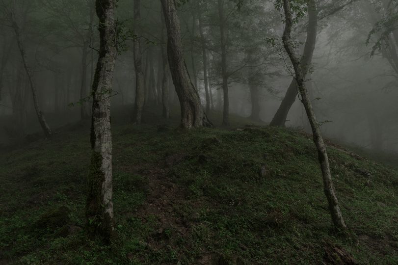 © Mehrdad Kanani