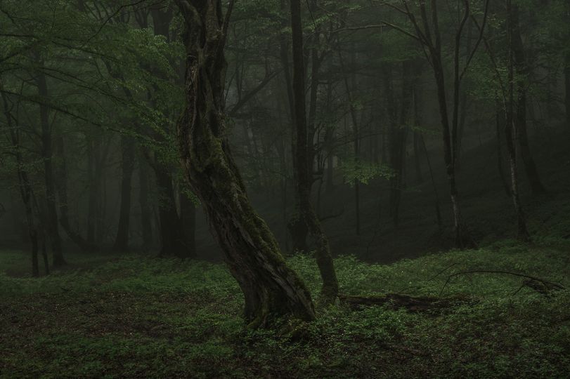 © Mehrdad Kanani