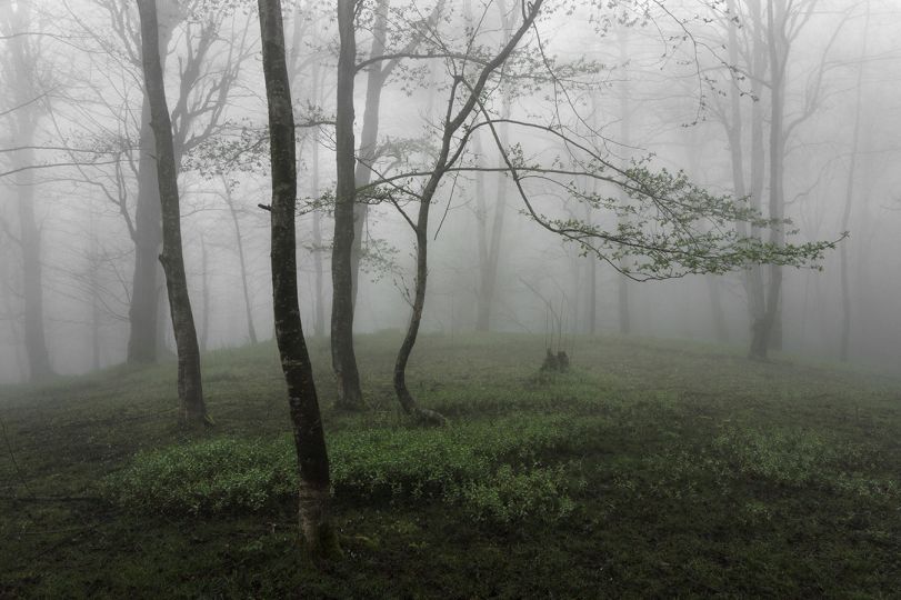 © Mehrdad Kanani