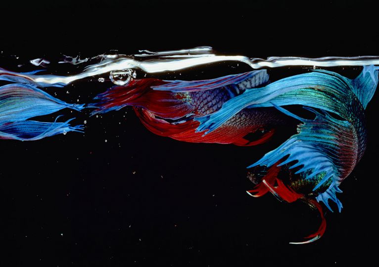 © Hiro – Courtesy Hamiltons Gallery