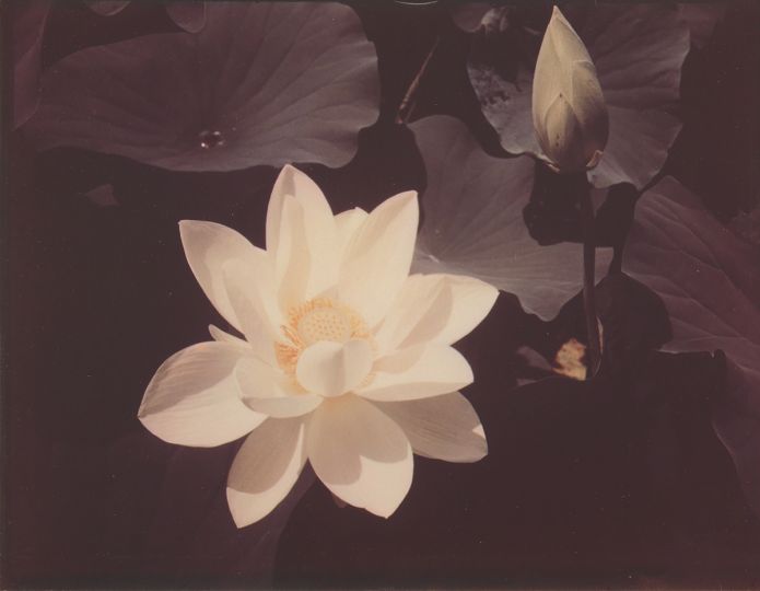 Edward Steichen, White Lotus, dye-transfer print, 1939, printed 1940. Estimate $50,000 to $75,000. - Courtesy Swann Auction Galleries