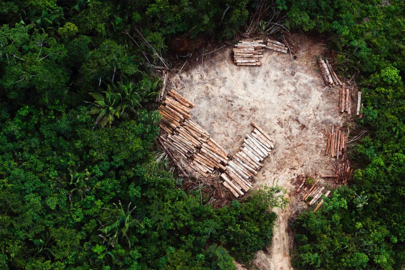 Amazon tree clearing (#200), 2013 © Daniel Beltrá : Catherine Edelman Gallery, Chicago