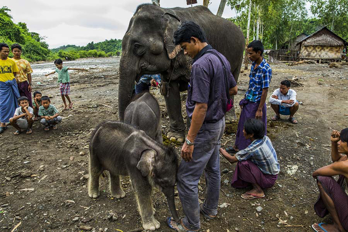 Rare white elephant born in Myanmar: state media