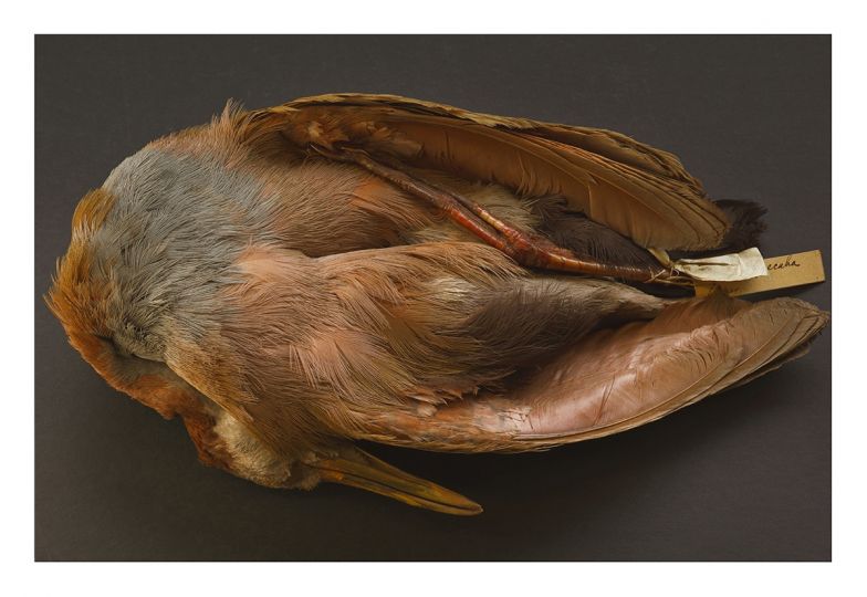 Annie Leibovitz - Charles Darwin’s bird specimen, collected during the voyage of the Beagle
2010
Archival pigment print
Edition of 3 + 2 AP
43.2 x 63.8 cm / 17 x 25 1/8 in (unframed) © Annie Leibovitz
Courtesy the artist and Hauser & Wirth

