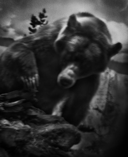 The Animal Series, Bear - copyright and courtesy Vincent Peters