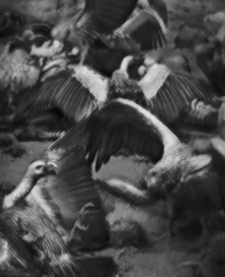 The Animal Series, Vultures - copyright and courtesy Vincent Peters