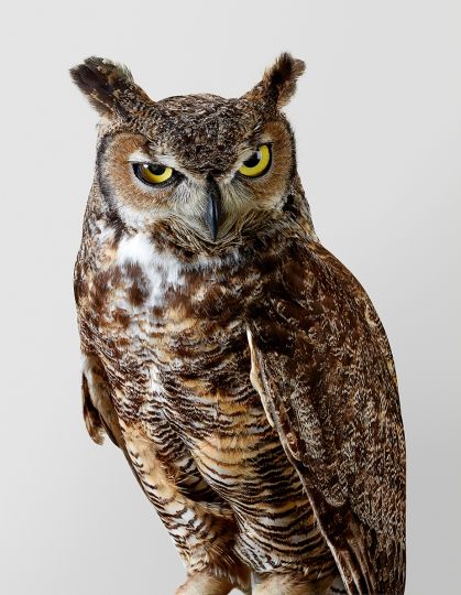 Forrest, grand-duc d'Amérique, Great Horned Owl © Leila Jeffreys –  – Courtesy Atelier EXB / Éditions Xavier Barral