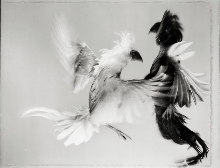 Archives : Hamiltons : Hiro : Fighting Fowl