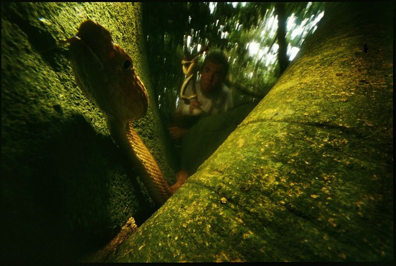 © Mark W. Moffett