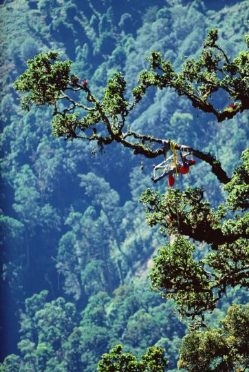 © Mark W. Moffett