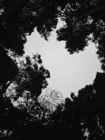 Untitled (giant bamboo forest), Takeo city, Saga prefecture, Japan, 2016
© Guillaume Simoneau / courtesy Stephen Bulger Gallery