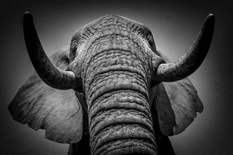 ELEPHANT (Loxodonta africana). PARC KRUGER AFRIQUE DU SUD.
ESPECE MENACEE D'EXTINCTION (UICN) EN

PHOTO PRIMEE : 2°  place (Bronze) au concours Prix de la photographie Paris 2020 

ELEPHANT (Loxodonta africana). (SOUTH AFRICA).
ENDANGERED (UICN) EN
© Alain ERNOULT-ERNOULT.COM