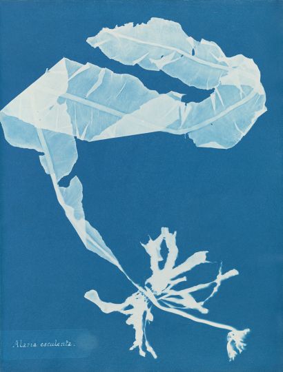 Anna Atkins
Alaria esculenta, extrait de
Photographs of
British Algae: Cyanotype
Impressions, 1849-1850
© The New York Public
Library