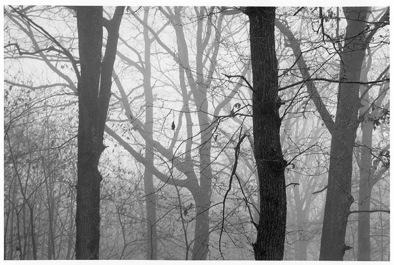 Librairie Métamorphoses : Hubert Lebaudy : C’est l’Arbre - The Eye of ...