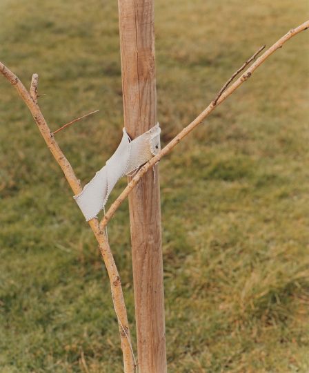 Lot 482 : WALL, Jeff (Canadian 1946). Sapling held by a post, 2000.