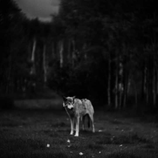 © Jean Francois Spricigo