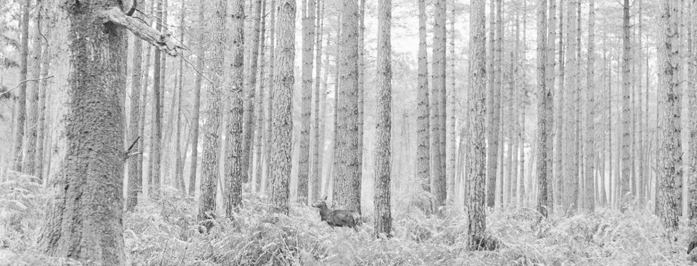 © Jean Francois Spricigo
