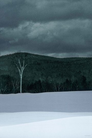 Lone Tree in Snow © Jay Maisel