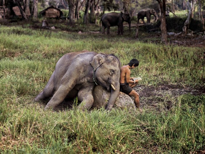 Mahout Reads with his Elephant. Chiang Mai, Thailand, 2010. © Steve McCurry