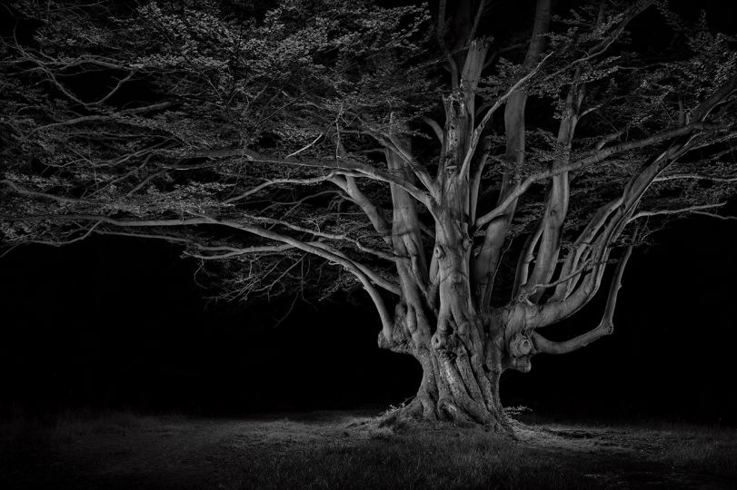 Ancients 02, Beech Pollard, 22020, ©Jasper Goodall, Courtesy of the artist and MMX Gallery