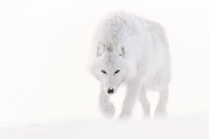 Vincent Munier - Laurent Ballesta : 