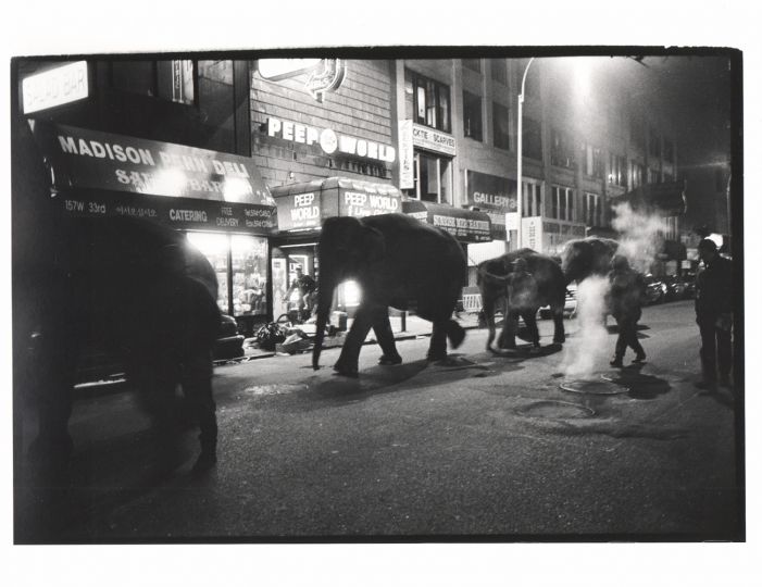 Elephants walking through midtown Manhattan at 1. a.m. to the Circus. 1993, from 