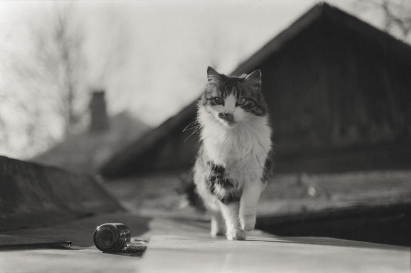 Natalia Bogdanovich, Sergei Pushkin. Untitled. From the ‘Cats in the City of Grodno’ series. Grodno, Belarus. 2006—2007. Gelatin silver print. Collection of the Multimedia Art Museum, Moscow

